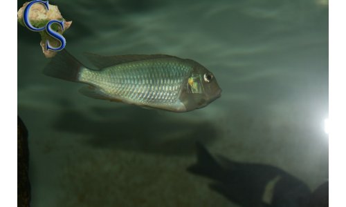 Pseudosimochromis curvifrons Isanga